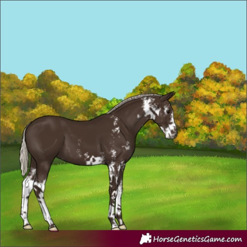 Horse Color:Gray Silver Black Sabino 