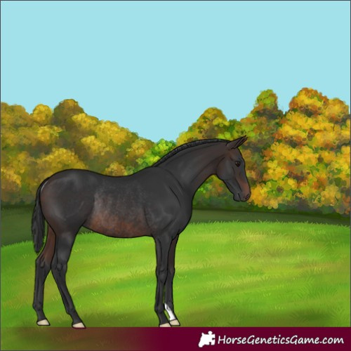 Horse Color:Brown Rabicano