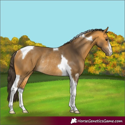 Horse Color:Buckskin Sabino Tobiano Rabicano 