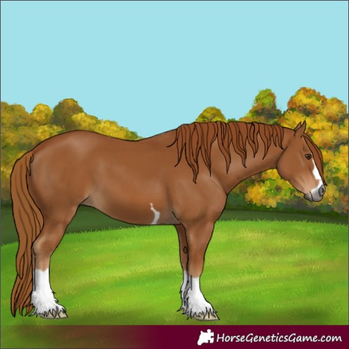 Horse Color:Gray Chestnut 