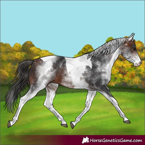 Horse Color:White Spotted Bay Tobiano