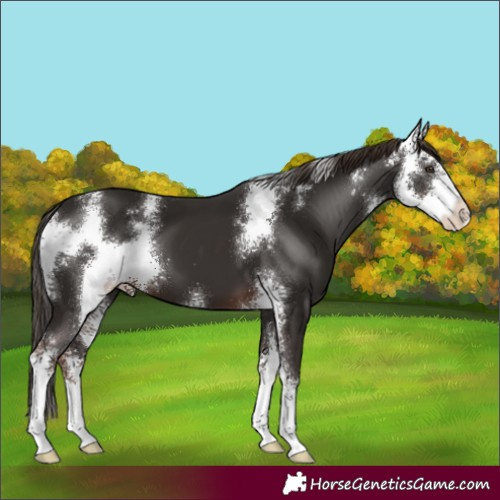 Horse Color:Liver Chestnut Sabino