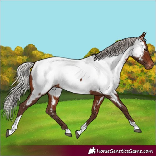 Horse Color:Silver Brown Tobiano Near Fewspot