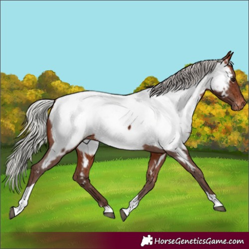 Horse Color:Silver Brown Tobiano Appaloosa 
