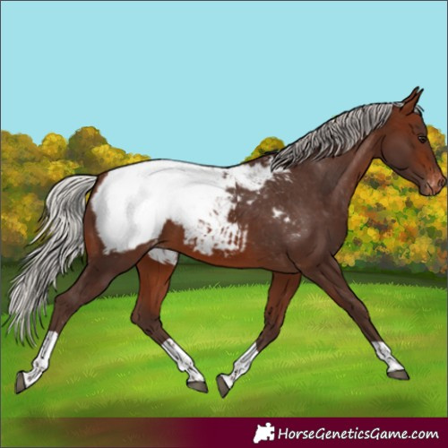 Horse Color:Silver Brown Tobiano Appaloosa