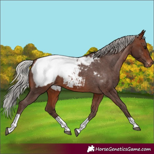 Horse Color:Silver Brown Tobiano Appaloosa