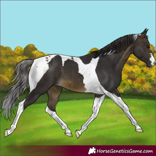 Horse Color:Buckskin Tobiano 