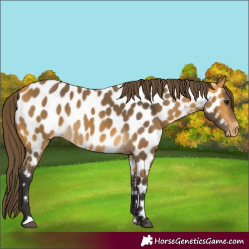 Horse Color:Buckskin Appaloosa Rabicano 
