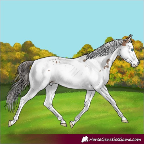 Horse Color:Sable Champagne Splash Tobiano 