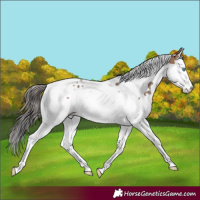 Horse Color:Sable Champagne Splash Tobiano