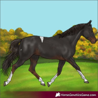 Horse Color:Liver Chestnut Tobiano Rabicano 