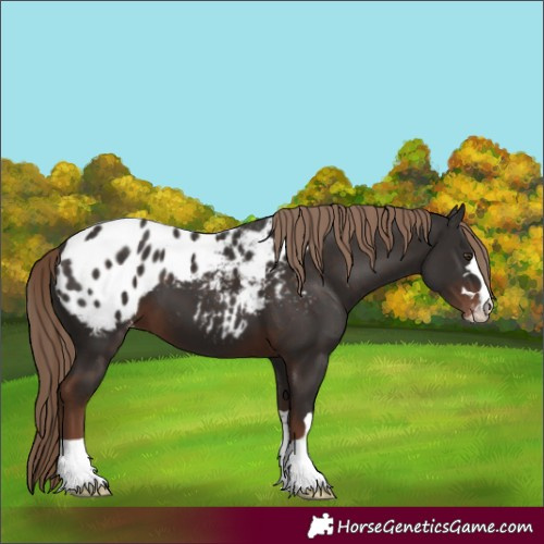 Horse Color:Liver Chestnut Appaloosa 