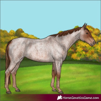 Horse Color:Red Roan 