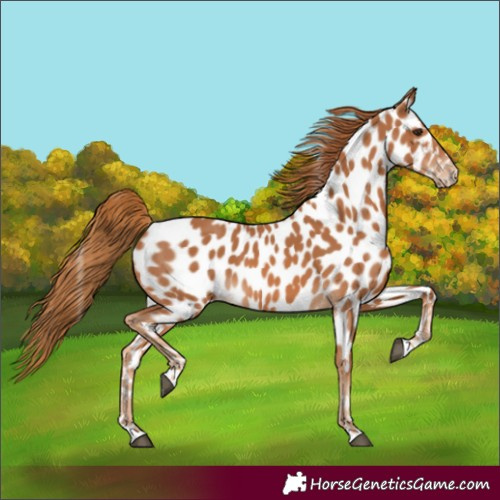 Horse Color:Chestnut Near Leopard 