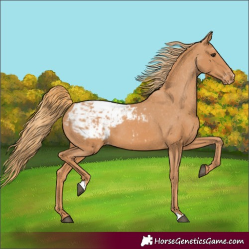 Horse Color:Chestnut Appaloosa