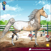 Horse Color:Silver Buckskin Appaloosa 