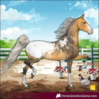 Horse Color:Silver Buckskin Appaloosa 