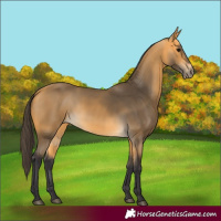 Horse Color:Buckskin 