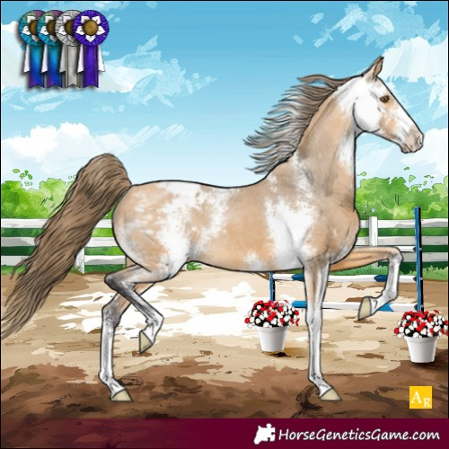 Horse Color:Buckskin Sabino Appaloosa