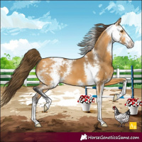 Horse Color:Buckskin Sabino Appaloosa