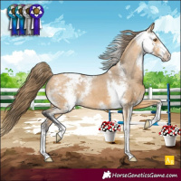 Horse Color:Buckskin Sabino Appaloosa 