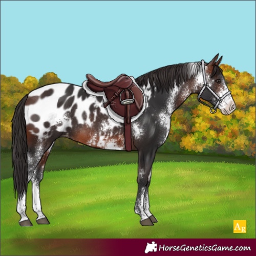 Horse Color:Brown Sabino Appaloosa Rabicano 