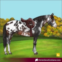 Horse Color:Brown Sabino Appaloosa Rabicano 