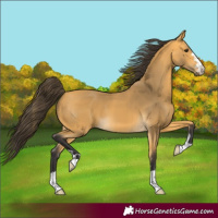 Horse Color:Buckskin 