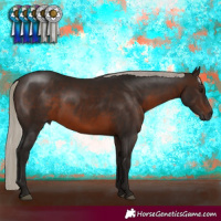 Horse Color:Gray Silver Brown