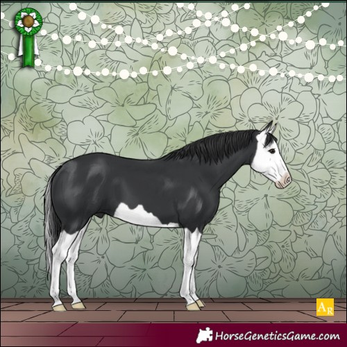Horse Color:Black Splash 