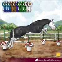 Horse Color:Black Splash