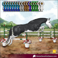Horse Color:Black Splash 