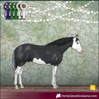 Horse Color:Black Splash 