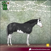 Horse Color:Black Splash 