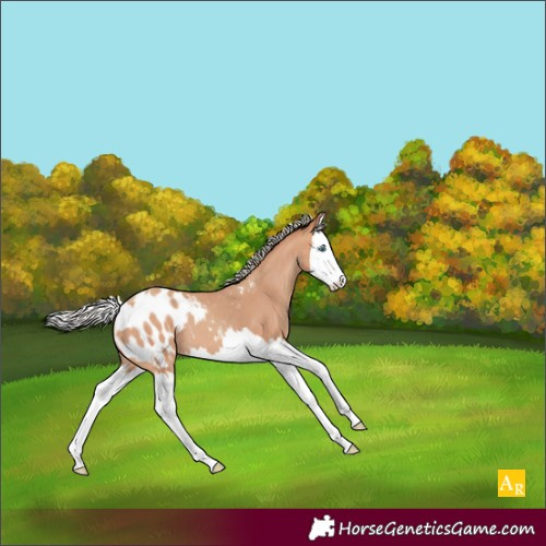 Horse Color:Silver Amber Champagne Splash Appaloosa 