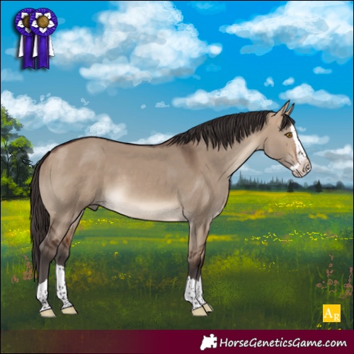 Horse Color:Bay Dun Splash 