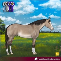 Horse Color:Bay Dun Splash 