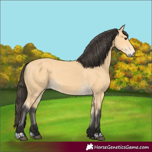 Horse Color:Buckskin 