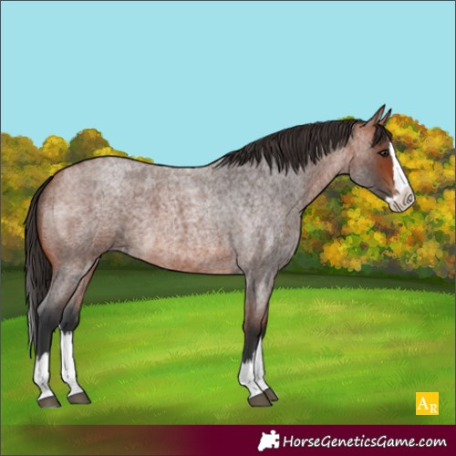 Horse Color:Unknown