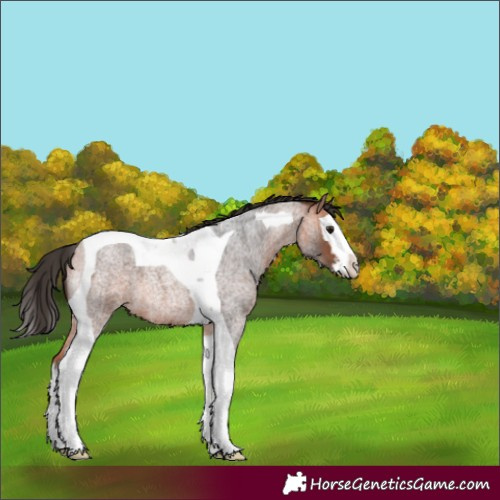 Horse Color:Bay Roan Splash Tobiano 