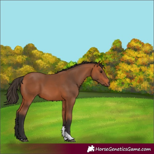 Horse Color:Bay Tobiano 