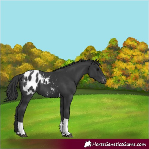 Horse Color:Black Tobiano Blanket