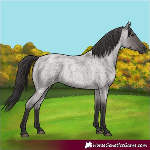 Horse Color:Smoky Grullo Roan 