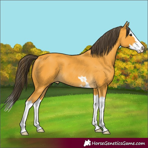 Horse Color:Buckskin Splash 