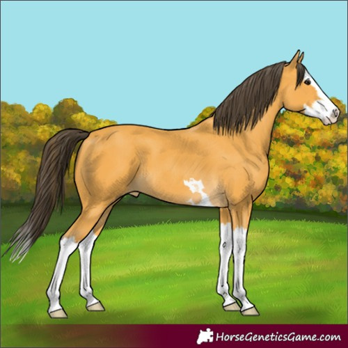 Horse Color:Buckskin Splash 