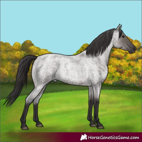 Horse Color:Smoky Grullo Roan 
