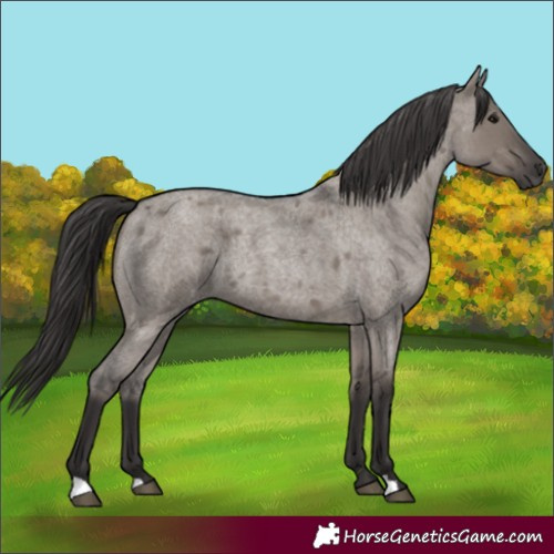 Horse Color:Smoky Grullo Roan 