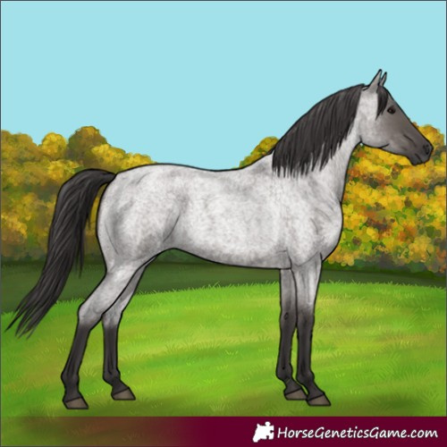Horse Color:Smoky Grullo Roan 