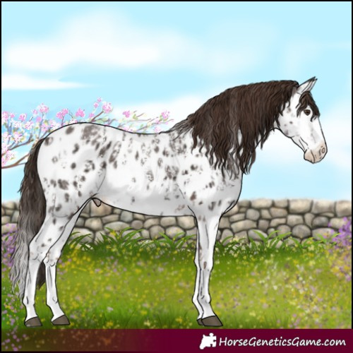 Horse Color:Liver Chestnut Sabino Splash Near Leopard  and Liver Chestnut Sabino Splash Near Leopard 
