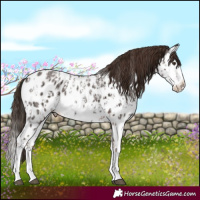 Horse Color:Liver Chestnut Sabino Splash Near Leopard  and Liver Chestnut Sabino Splash Near Leopard 
